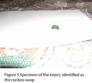 Figure 3 Specimen of the insect, identified as the cuckoo wasp