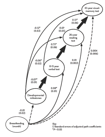 Figure 2 Path diagram model of the influence of breastfeeding on developmental milestones and cognitive performance for the male cohort (unadjusted goodness-of-fit index = 1.00; adjusted goodness-of-fit index = 0.98; n = 2814)