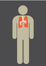 A featureless graphic image of a person showing cross section of lungs